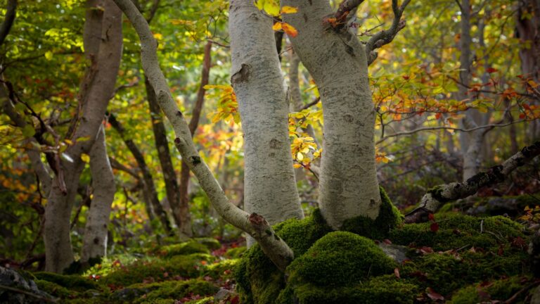 Moncayo